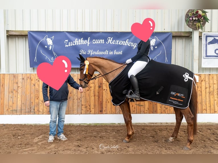 Pozostałe rasy Klacz 11 lat 174 cm Kasztanowata in Moormerland