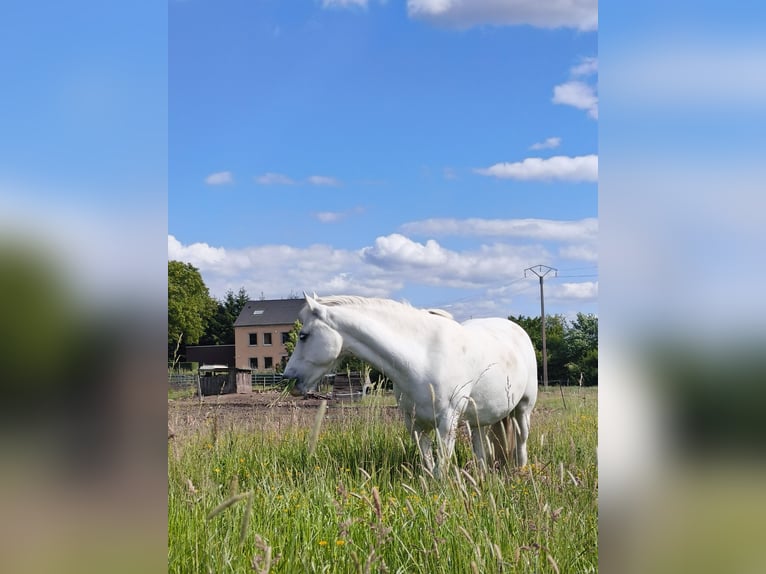 Pozostałe rasy Klacz 12 lat 133 cm Siwa in Holving