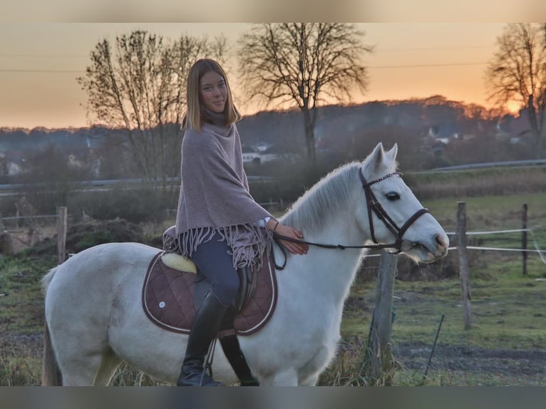 Pozostałe rasy Klacz 12 lat 133 cm Siwa in Holving