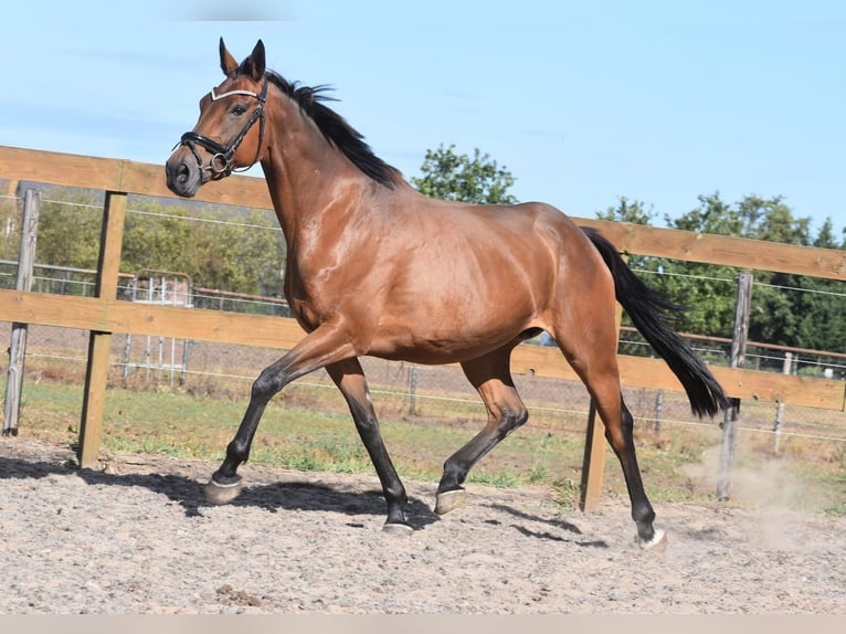 Pozostałe rasy Klacz 12 lat 162 cm Gniada in Achtmaal