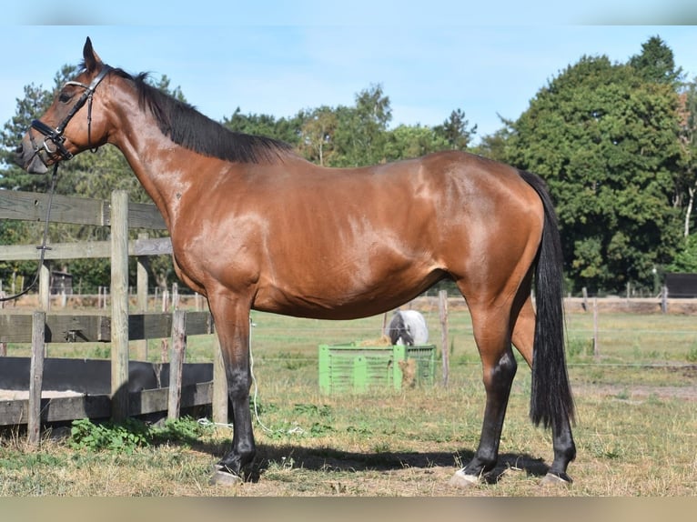 Pozostałe rasy Klacz 12 lat 162 cm Gniada in Achtmaal