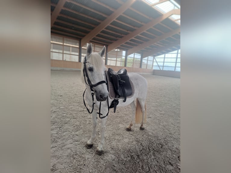 Pozostałe rasy Klacz 13 lat 140 cm Siwa w hreczce in Weidhausen bei Coburg