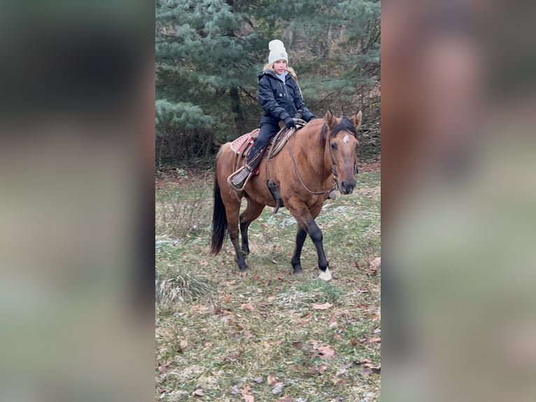 Pozostałe rasy Klacz 13 lat 152 cm Bułana in Irwin