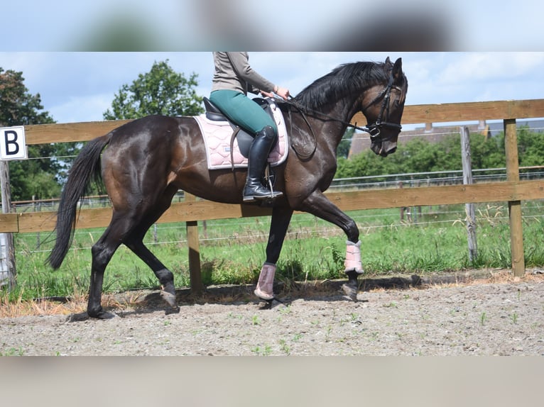 Pozostałe rasy Klacz 13 lat 158 cm Gniada in Achtmaal