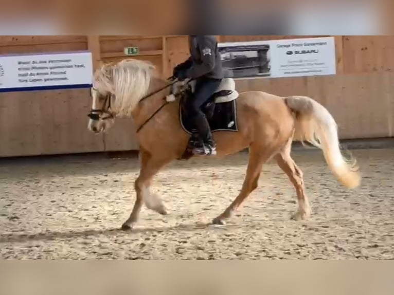 Pozostałe rasy Klacz 13 lat 160 cm Bułana in Gontenschwil