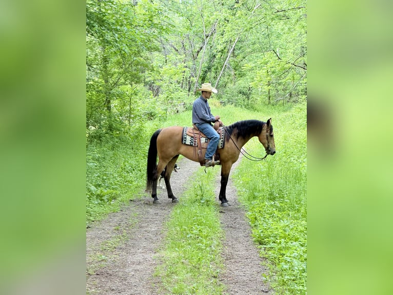 Pozostałe rasy Klacz 13 lat Jelenia in Cannon Falls