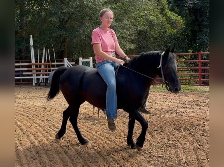 Pozostałe rasy Klacz 13 lat Kara in Carnesville