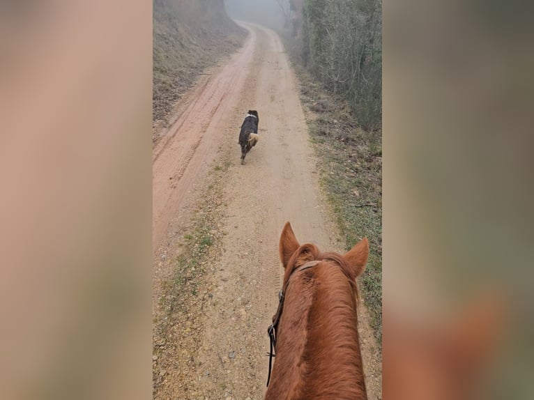 Pozostałe rasy Klacz 14 lat 142 cm Kasztanowata in Zerf