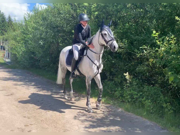 Pozostałe rasy Klacz 14 lat 146 cm Siwa in Gothenburg