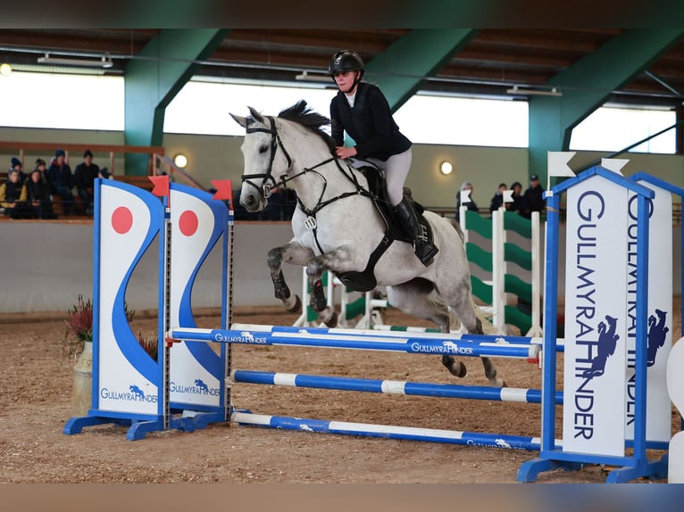 Pozostałe rasy Klacz 14 lat 146 cm Siwa in Gothenburg
