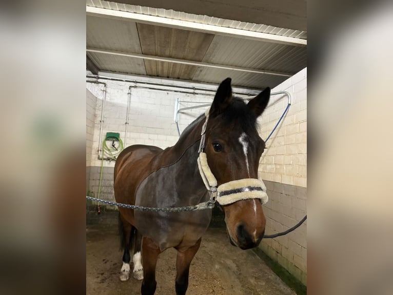 Pozostałe rasy Klacz 14 lat 155 cm Gniada in Grevenbroich