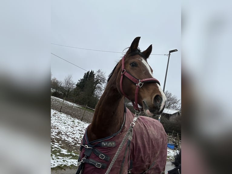Pozostałe rasy Klacz 14 lat 165 cm Gniada in Lahnstein