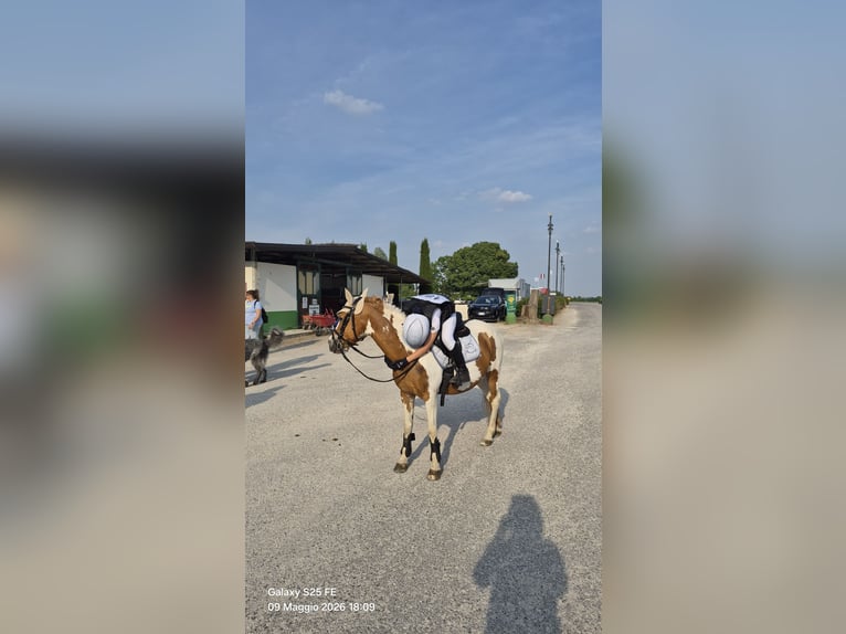 Pozostałe rasy Klacz 16 lat 127 cm Srokata in Villasanta