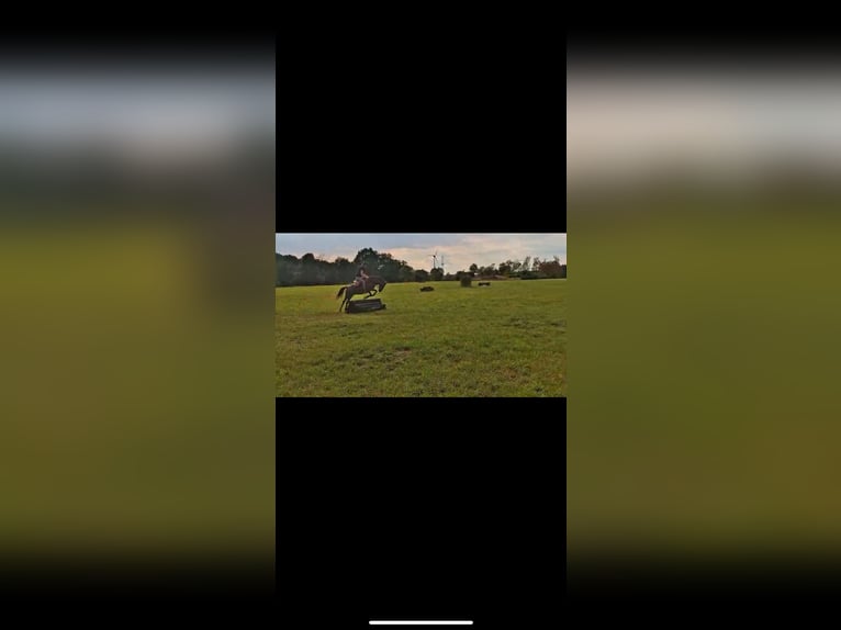 Pozostałe rasy Klacz 16 lat 132 cm Kasztanowata in Borken Pozostałe rasy Klacz 16 lat 132 cm Kasztanowata in Borken