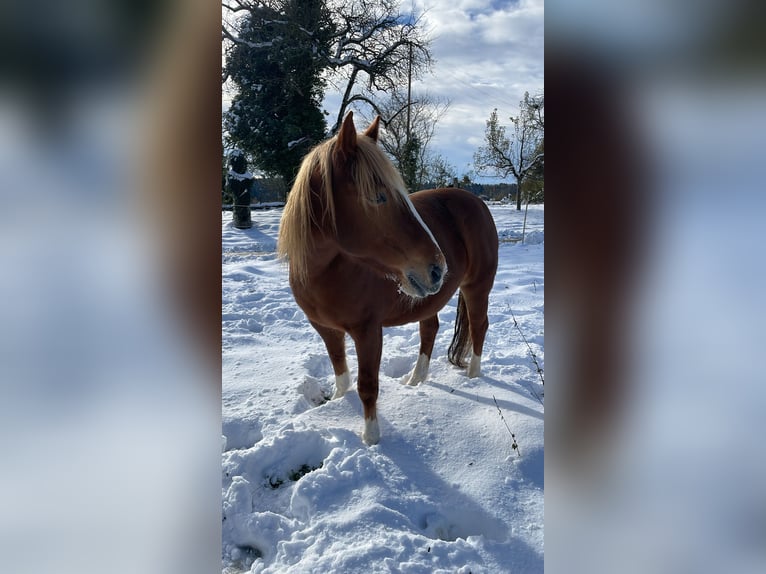 Pozostałe rasy Mix Klacz 16 lat 149 cm Kasztanowata in Tschugg