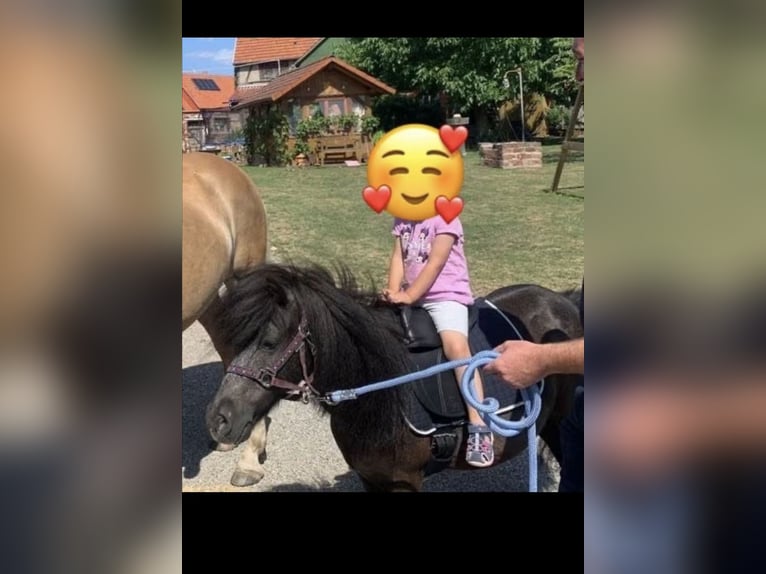 Pozostałe rasy Klacz 16 lat 96 cm Karosiwa in Neunkirchen