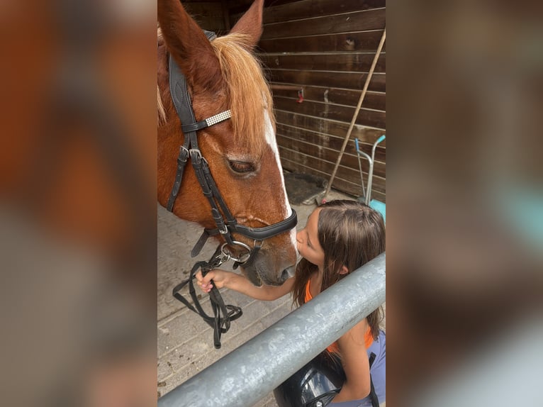 Pozostałe rasy Klacz 17 lat 151 cm Kasztanowata in Viernheim
