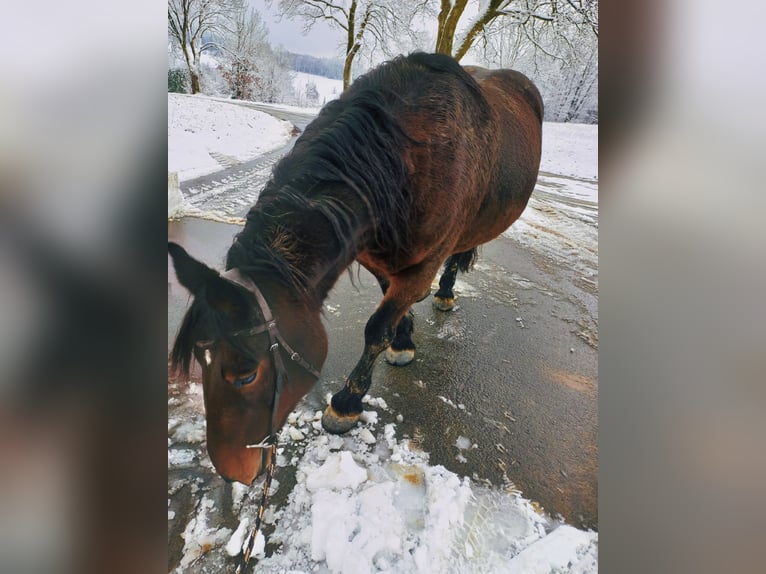Pozostałe rasy Klacz 17 lat 165 cm Ciemnogniada in Gummersbach