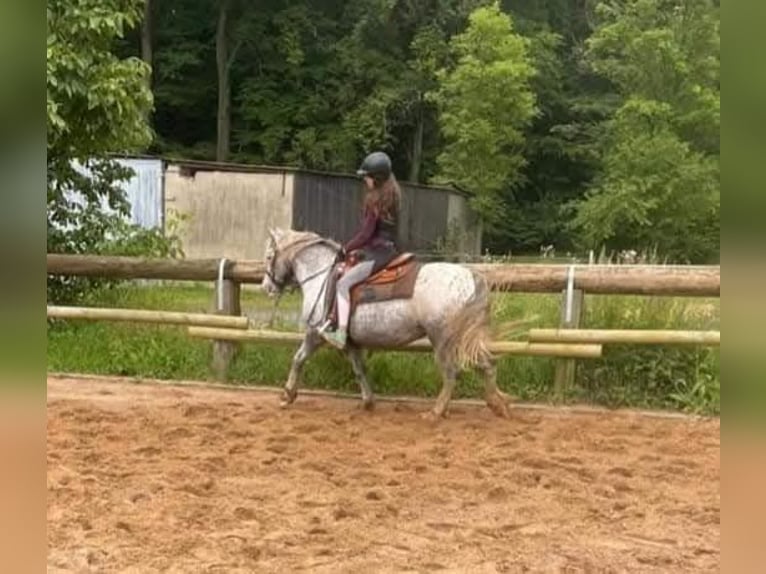 Pozostałe rasy Mix Klacz 18 lat 136 cm Tarantowata in Dohr