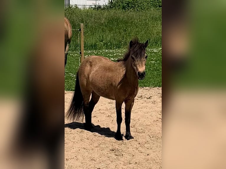 Pozostałe rasy Klacz 18 lat 148 cm Jelenia in Zwaag