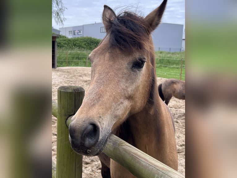 Pozostałe rasy Klacz 18 lat 150 cm Jelenia in Zwaag