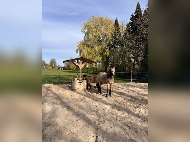 Pozostałe rasy Klacz 18 lat 150 cm Jelenia in Zwaag