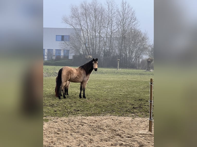 Pozostałe rasy Klacz 18 lat 150 cm Jelenia in Zwaag