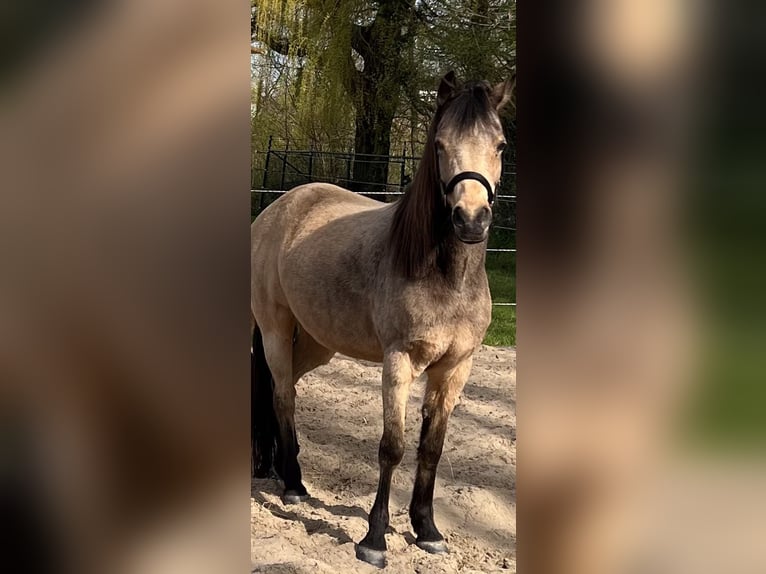 Pozostałe rasy Klacz 18 lat 150 cm Jelenia in Zwaag