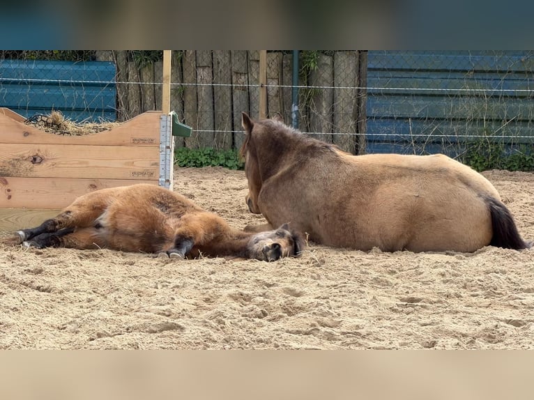 Pozostałe rasy Klacz 18 lat 150 cm Jelenia in Zwaag