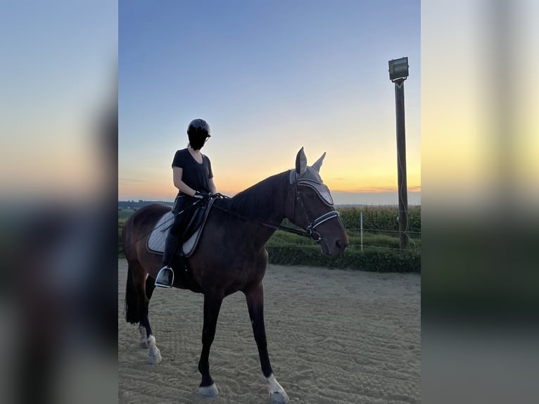 Pozostałe rasy Klacz 18 lat 158 cm Gniada in Strengberg