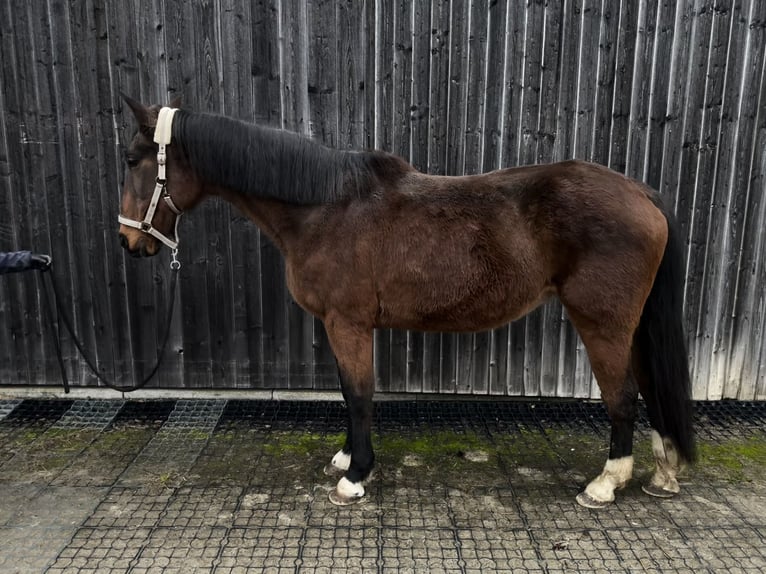 Pozostałe rasy Klacz 18 lat 163 cm Ciemnogniada in Immenreuth