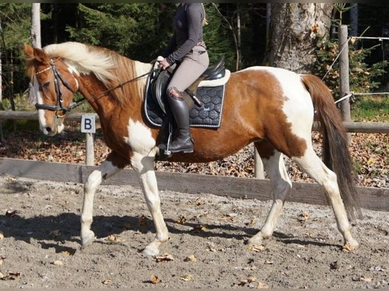 Pozostałe rasy Klacz 19 lat 145 cm Srokata in Itter