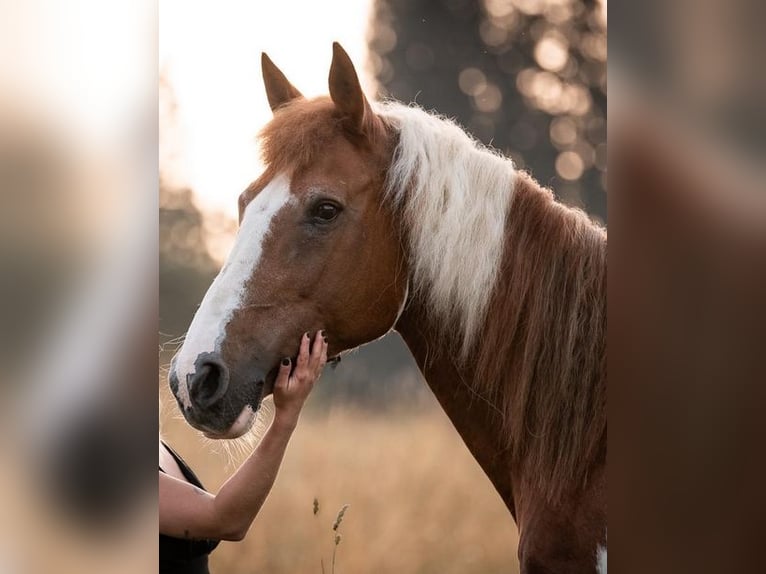 Pozostałe rasy Klacz 19 lat 145 cm Srokata in Itter