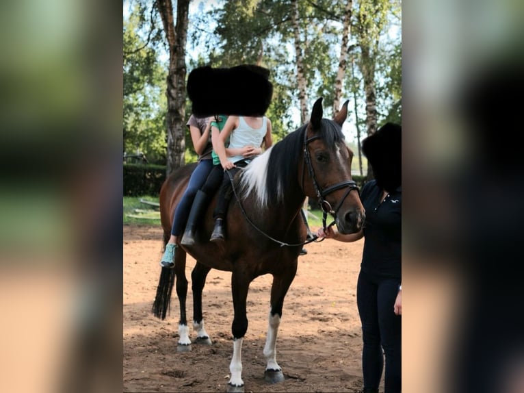 Pozostałe rasy Klacz 19 lat 153 cm Srokata in Lauf an der Pegnitz