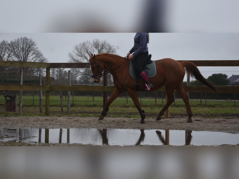 Pozostałe rasy Klacz 19 lat 160 cm Kasztanowata in Achtmaal