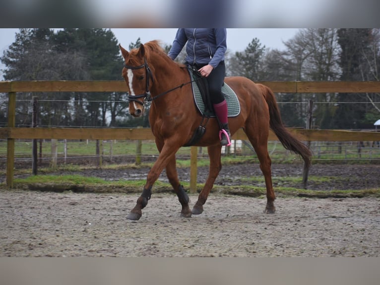 Pozostałe rasy Klacz 19 lat 160 cm Kasztanowata in Achtmaal