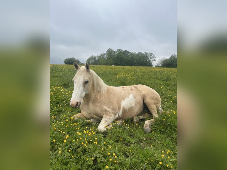 Pozostałe rasy Mix Klacz 1 Rok Overo wszelkich maści in Montmeillant