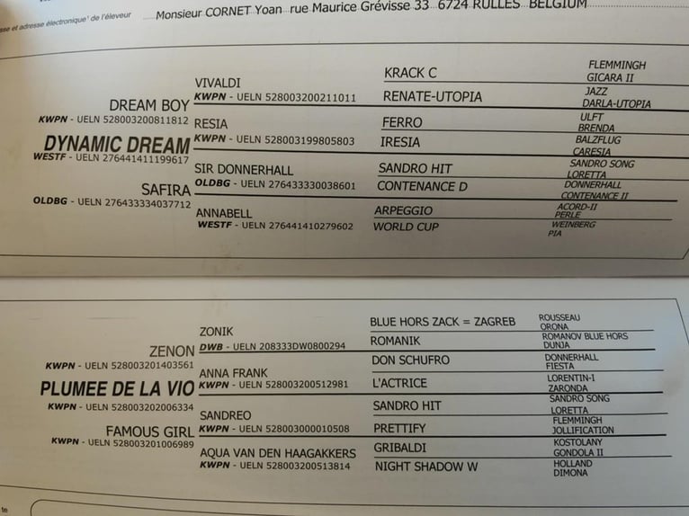 Pozostałe rasy Klacz 1 Rok Skarogniada in RULLES