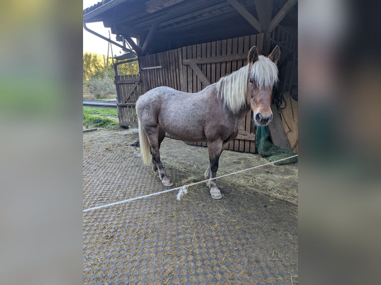Pozostałe rasy Klacz 21 lat 160 cm Bułana in Hausach