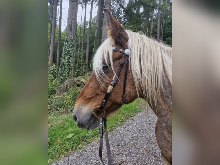 Pozostałe rasy Klacz 21 lat 160 cm Bułana in Hausach