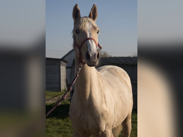 Pozostałe rasy Klacz 2 lat 150 cm Izabelowata in Janków Zaleśny