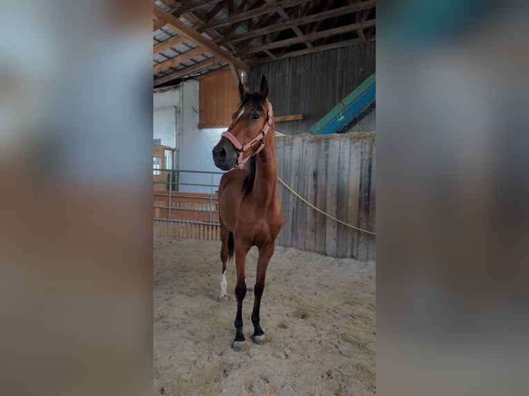 Pozostałe rasy Klacz 2 lat 160 cm Gniada in Beutelsbach