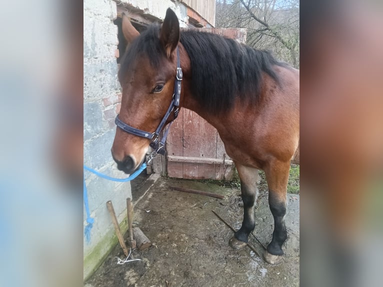 Pozostałe rasy Klacz 2 lat 170 cm Gniada in Pruchnik