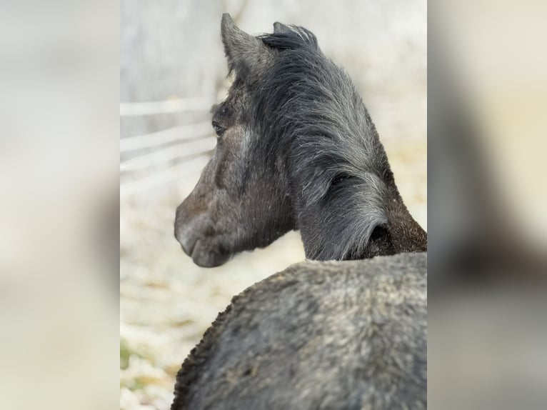 Pozostałe rasy Klacz 3 lat 130 cm Karosiwa in Achstetten