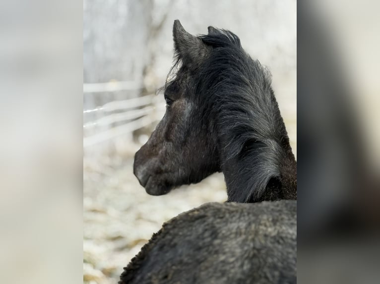 Pozostałe rasy Klacz 3 lat 130 cm Karosiwa in Achstetten