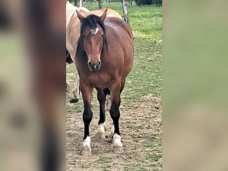 Pozostałe rasy Mix Klacz 3 lat 140 cm Gniada in Mörlenbach