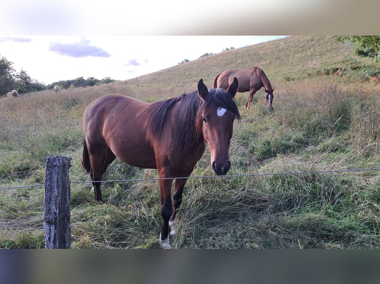Pozostałe rasy Mix Klacz 3 lat 140 cm Gniada in Mörlenbach
