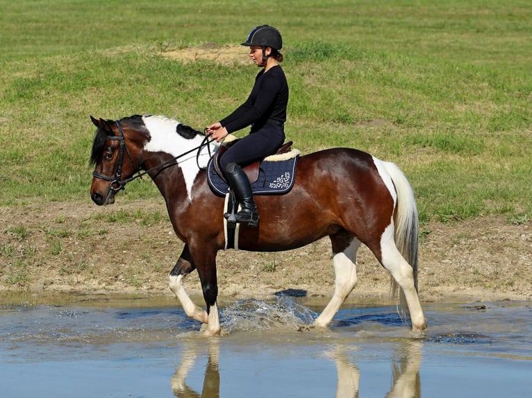 Pozostałe rasy Klacz 3 lat 150 cm Srokata in Pér