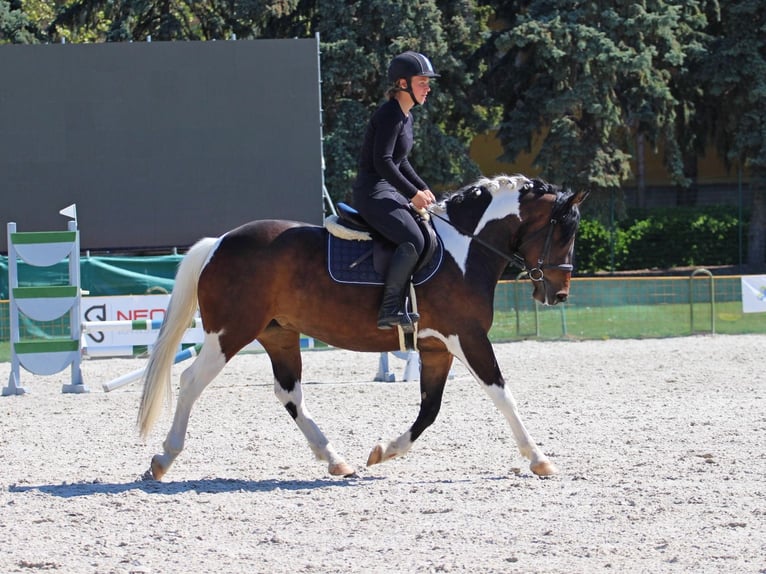 Pozostałe rasy Klacz 3 lat 150 cm Srokata in Pér