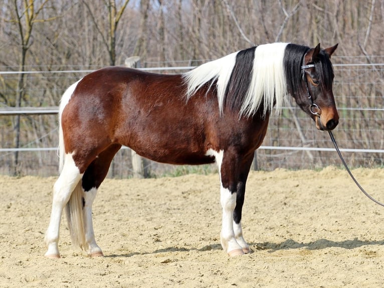 Pozostałe rasy Mix Klacz 3 lat 150 cm Srokata in Pér